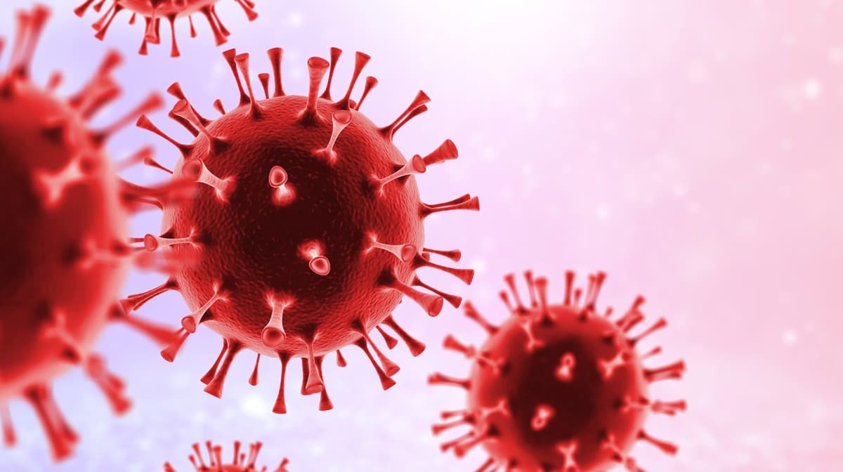 Why Andes Hantavirus Is Not the Next COVID-19