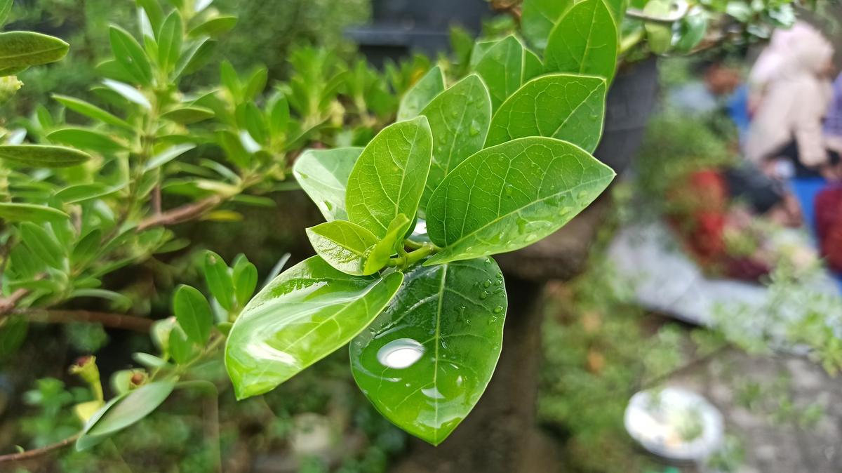 South Korea’s MFDS Reiterates Ban on Gymnema Sylvestre, Bacopa in Supplements