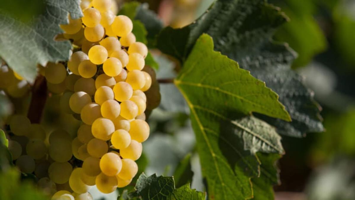 Chardonnay By-Product May Improve Cardiovascular Health
