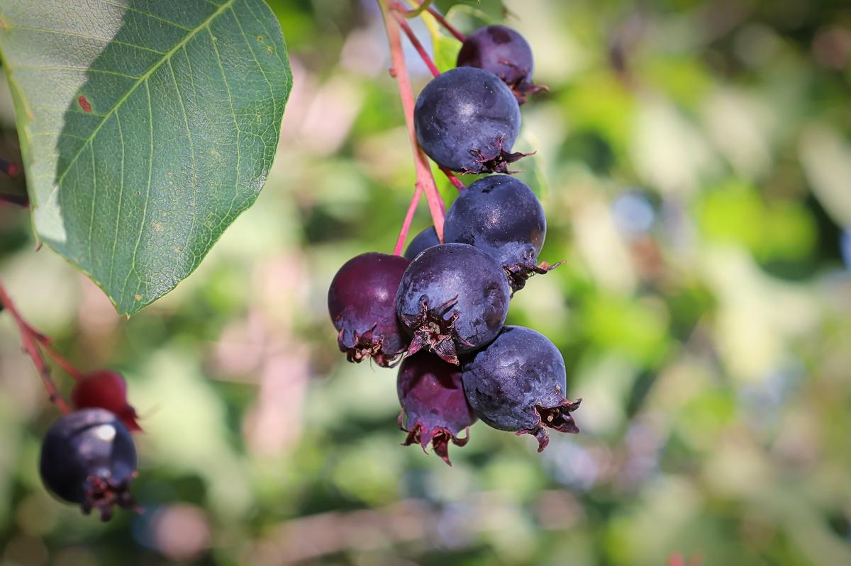 Saskatoon Berry Intake Linked to Improved Heart and Gut Health