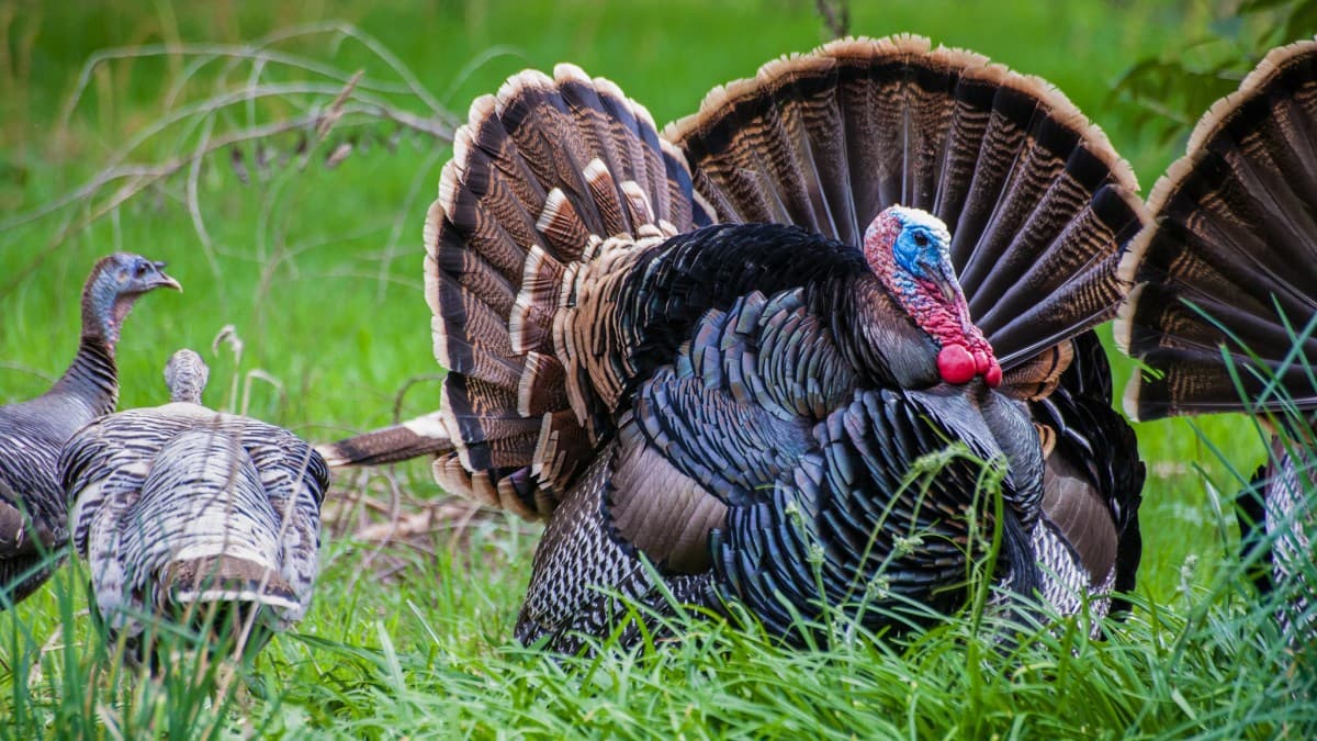 Why You Need Aggressive Turkey Calling Tactics for These 6 Hunting Scenarios