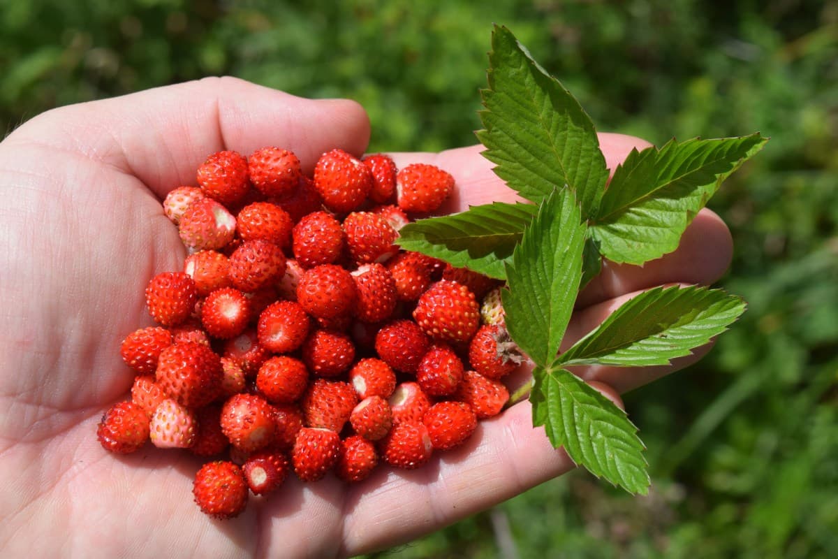 Here’s How Your Granddaddy Foraged for Nuts, Berries, and Fruits to Live Off the Land