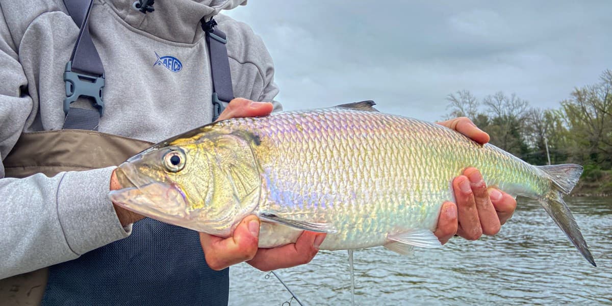 Quick Strike Podcast: The Secret Spoon for Catching Big Shad