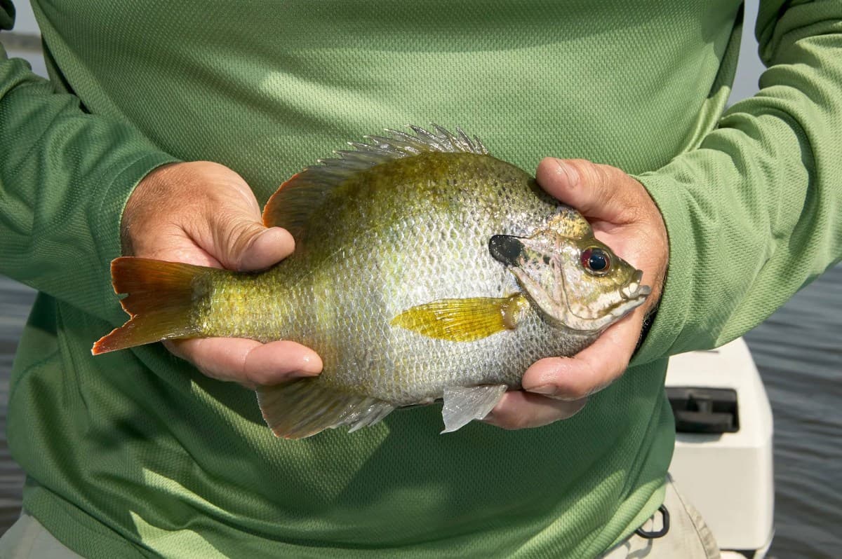 4 Affordable Summer Fishing Slams Anyone Can Do