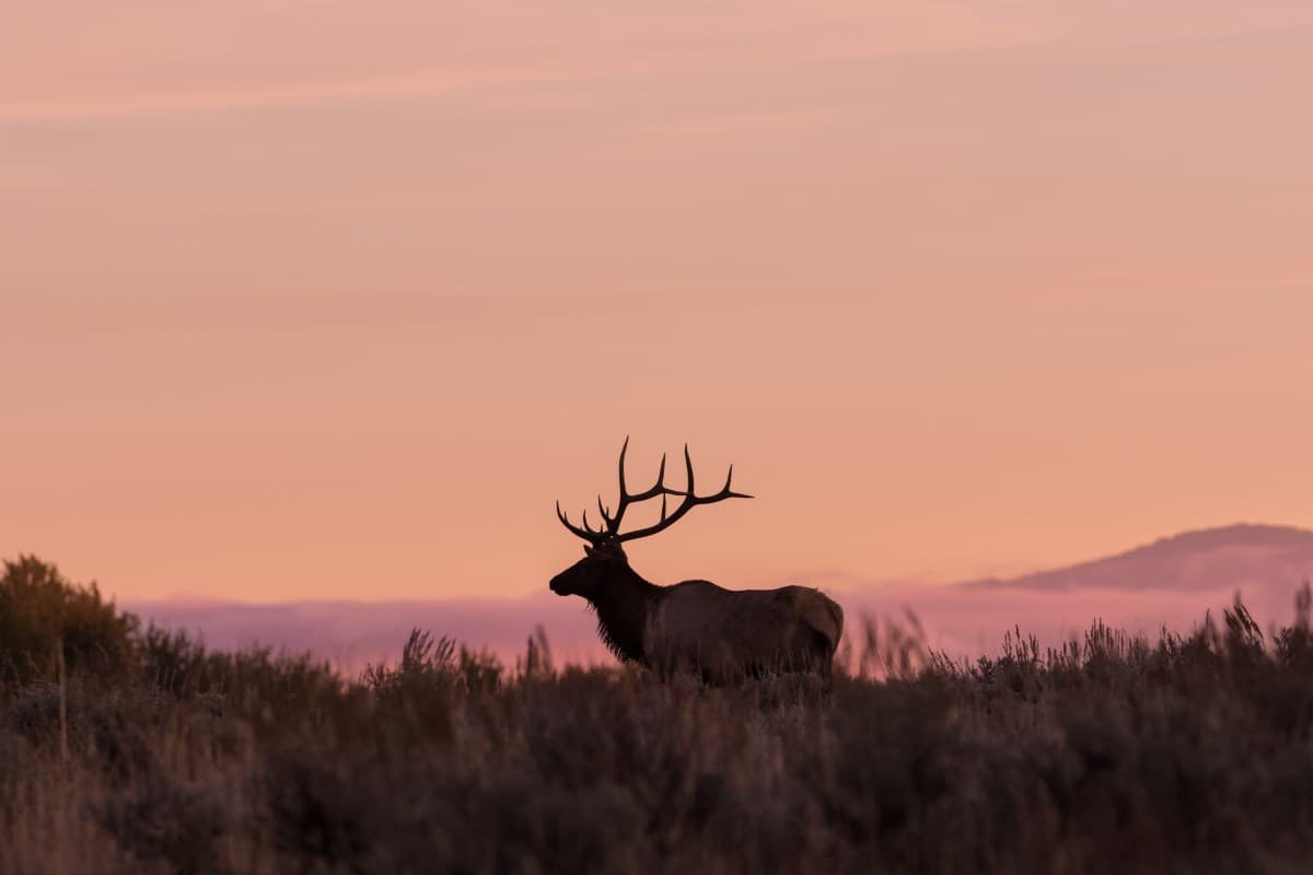 Idaho Bans Cellular Trail Cameras on Public Land, Hunting Deer and Elk with Thermals, and More