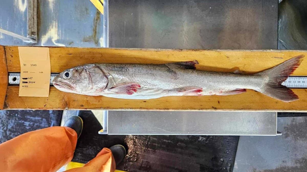 The Bizarre Rise of Lake Superior’s Deep Water ‘Zombie’ Trout