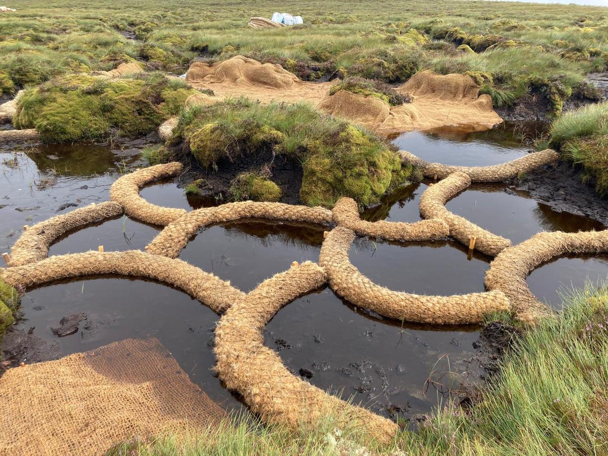 For Peat’s Sake: How We Can Turn Europe’s Bogs and Fens Into Investable Green Infrastructure for the Future