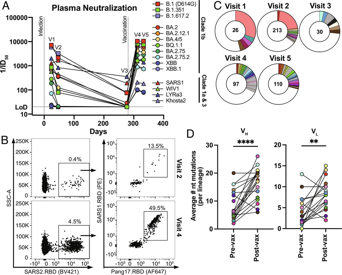 MRNA Delivery of a Class 1/4 SARS-CoV-2 Neutralizing Antibody Protects Against Diverse Sarbecoviruses in a Lethal Mouse Challenge Model