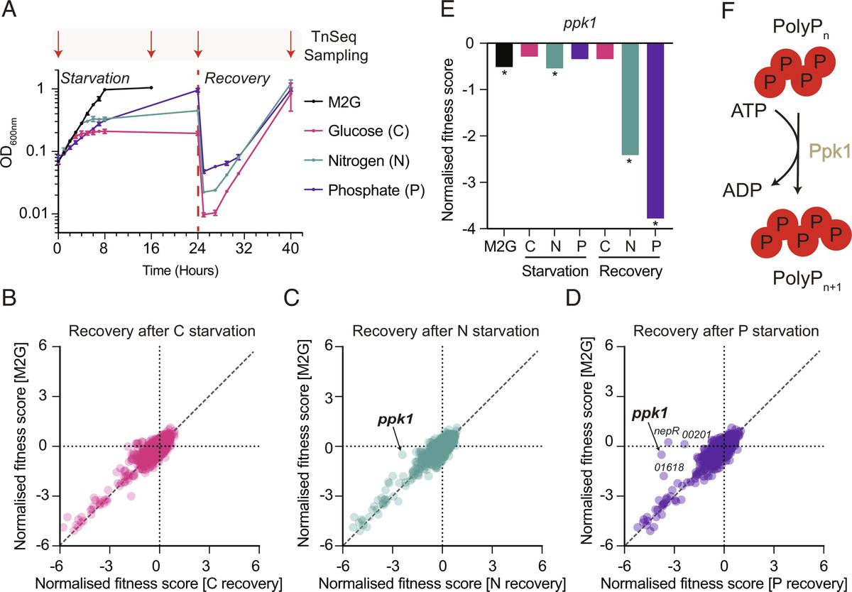Polyphosphate Synthesis Is Essential for Phosphate and ATP Homeostasis During Nutrient Upshift
