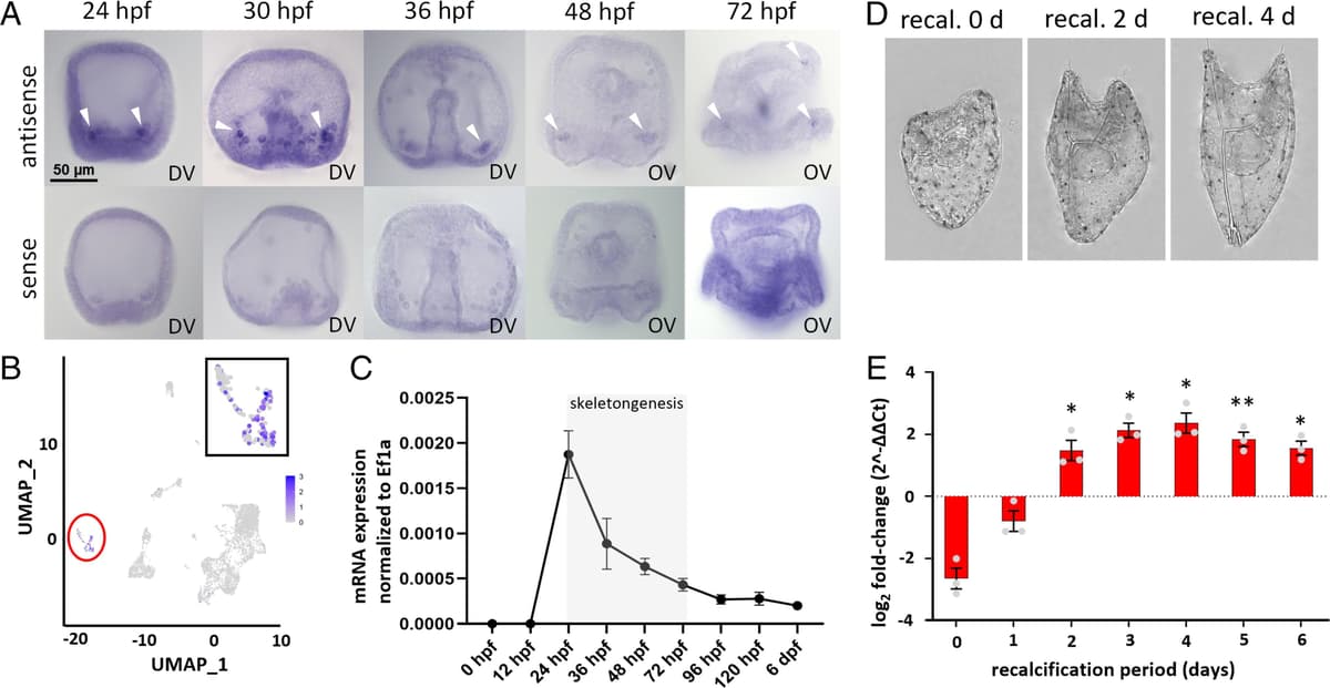 An Aquaglyceroporin Governs Cellular Water and CO2 Conductance Relevant for Vesicular Mineral Formation in a Marine Calcifier
