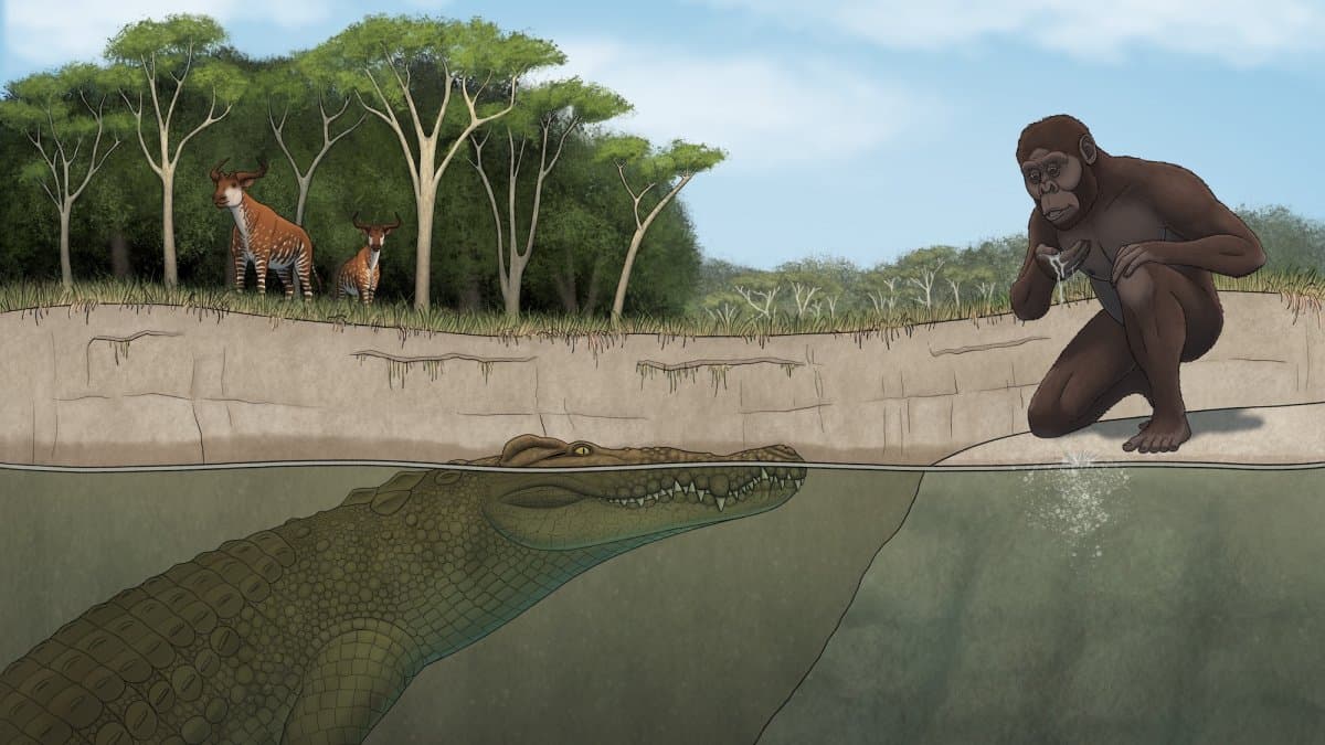 An Odd-Nosed Crocodile Ate Our Prehistoric Ancestors