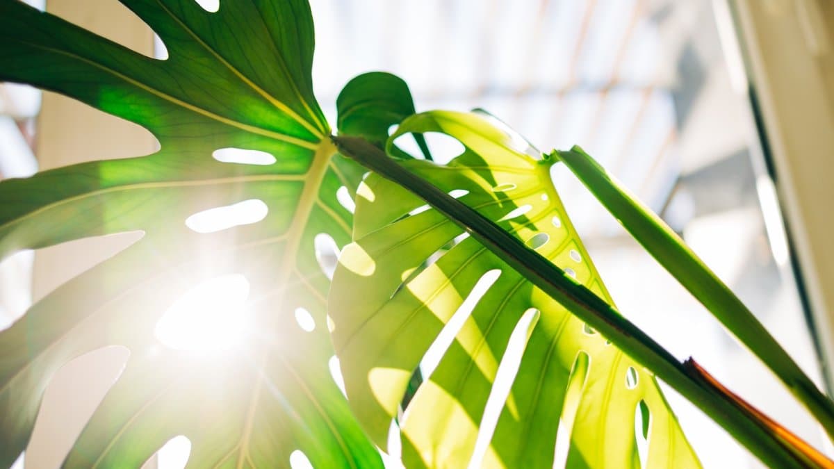 How Much Light Houseplants Actually Need