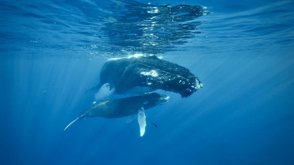 513 Humpback Whales Gather at Massive Caribbean Breeding Ground