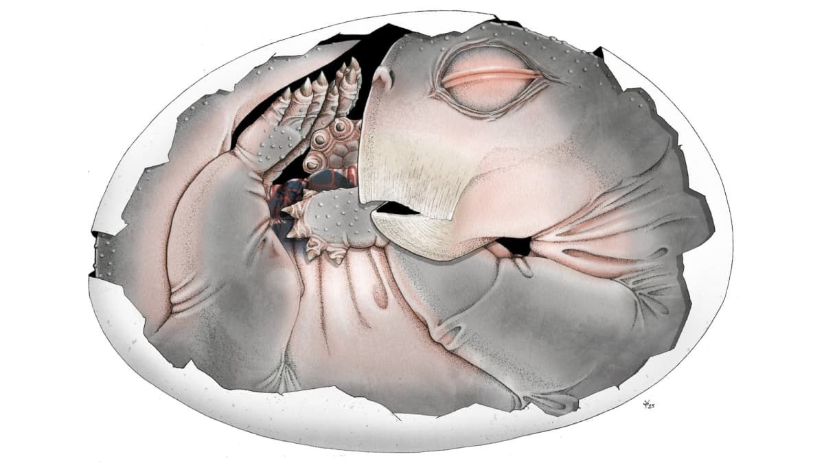 Proto-Mammals Laid Eggs, Paleontologists Finally Confirm