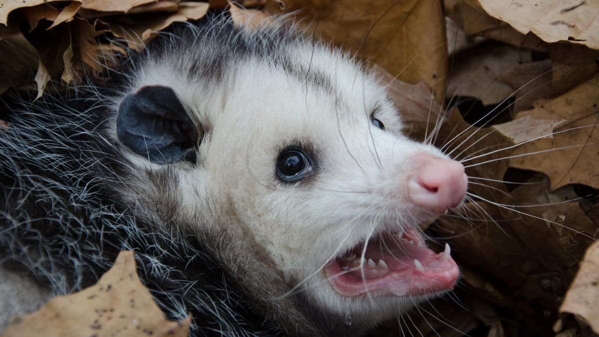 Scientists Sacrifice Delicious Opossums to Fight Florida’s Invasive Pythons