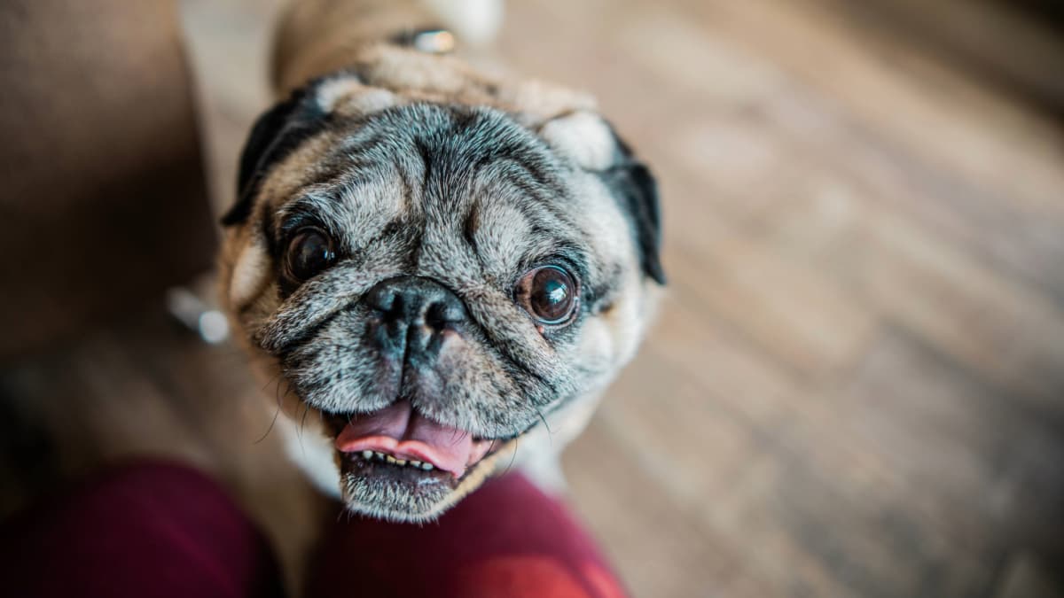 Pugs and Frenchies Could Find Breathing Relief for Squishy Faces with New Treatment