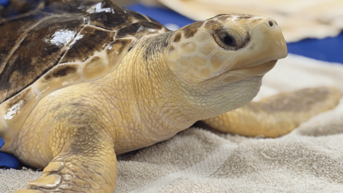 Meet Earl Grey, the Sea Turtle with a Wild Family Tree