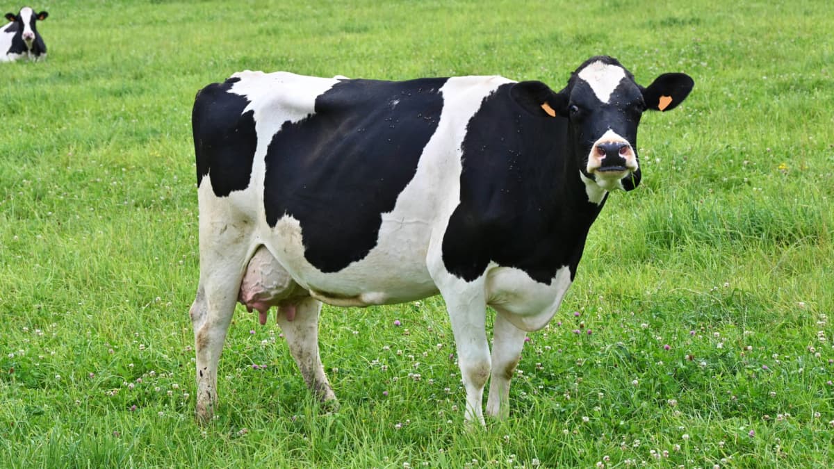 Cows Can Tell Humans Apart, New Study Finds