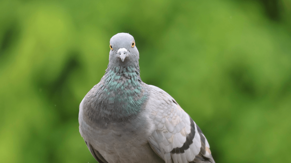 Pigeons Use Their Livers to Sense Earth’s Magnetic Field