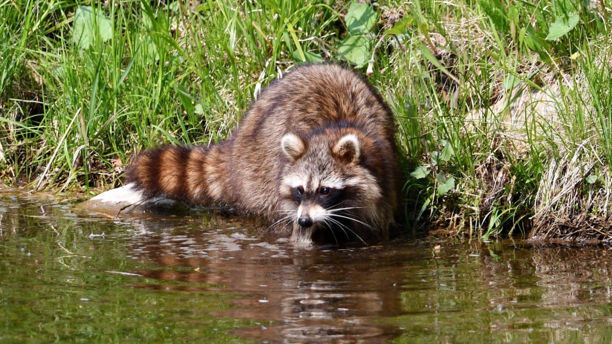Raccoons Might Be Spreading Diarrhea-Causing Bacteria in Japan