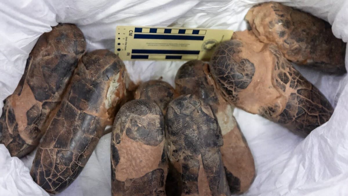Rare Dinosaur Fossils Finally Returned to Mongolia 20 Years After Theft
