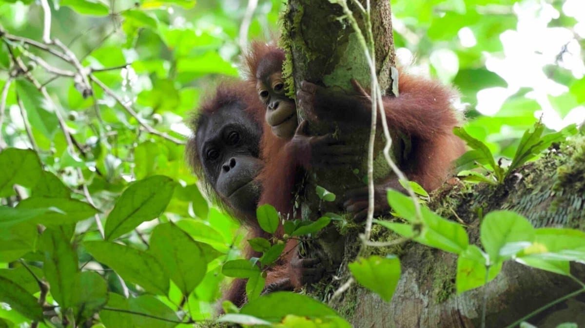 Orangutan Poop Holds Surprising Clues About How Long They Breastfeed