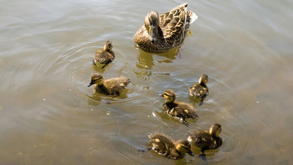 How to Lead People Who Have Never Followed