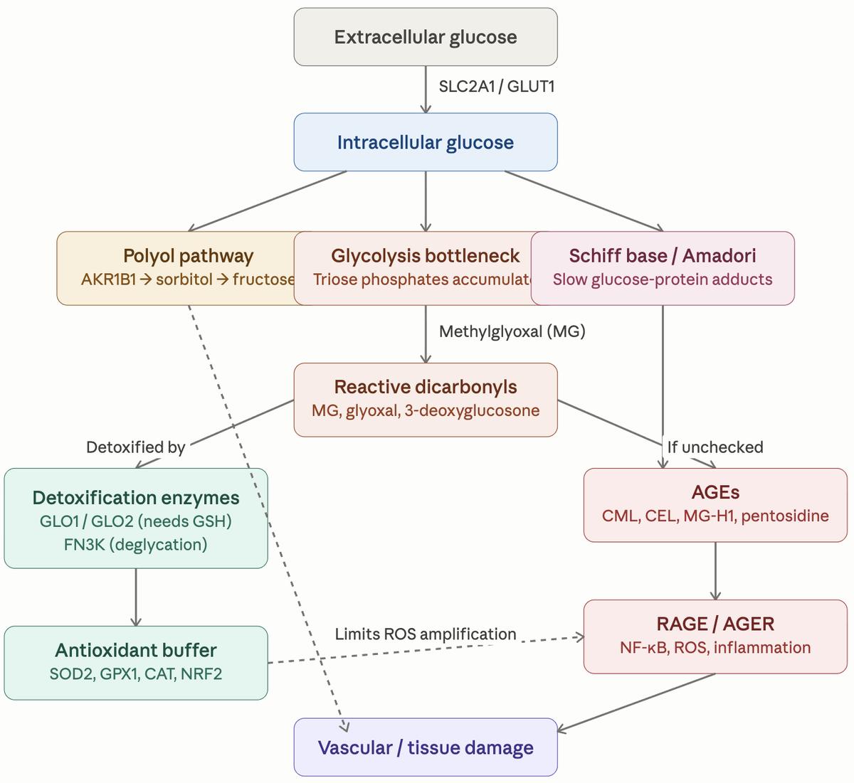 Glycation - A Deep Dive Into Genetic Pathways for Actionable Insights
