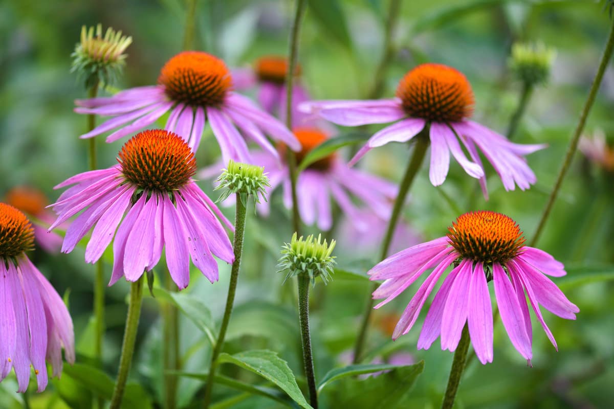 8 Plants You Should Never Deadhead, According to Gardening Experts