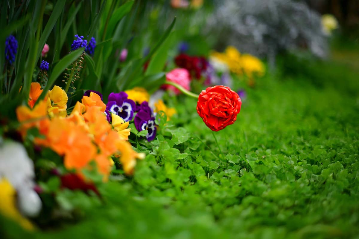 This Low-Maintenance Ground Cover Helps Stop Weeds Before They Start, Say Gardening Experts