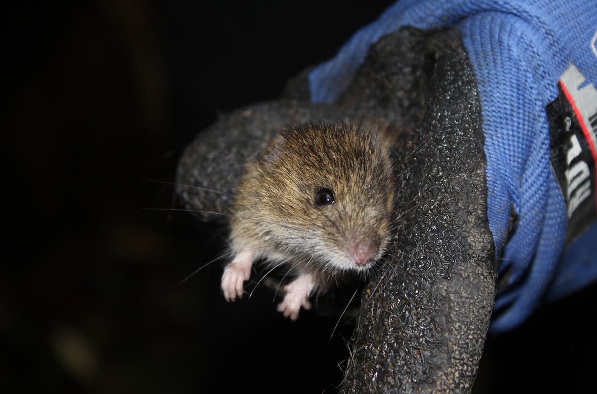 How Did the Cruise Ship Hantavirus Outbreak Start? Scientists Are Investigating New Scenarios