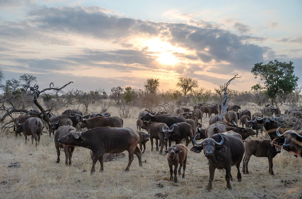 As Foot-and-Mouth Disease Explodes in South Africa, Experts Warn of Threats in Other Countries