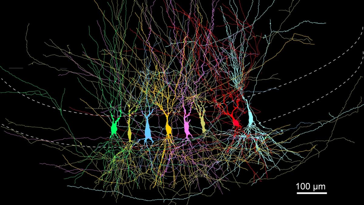 Scientists Found the Brain Doesn’t Start Blank, It Starts Full