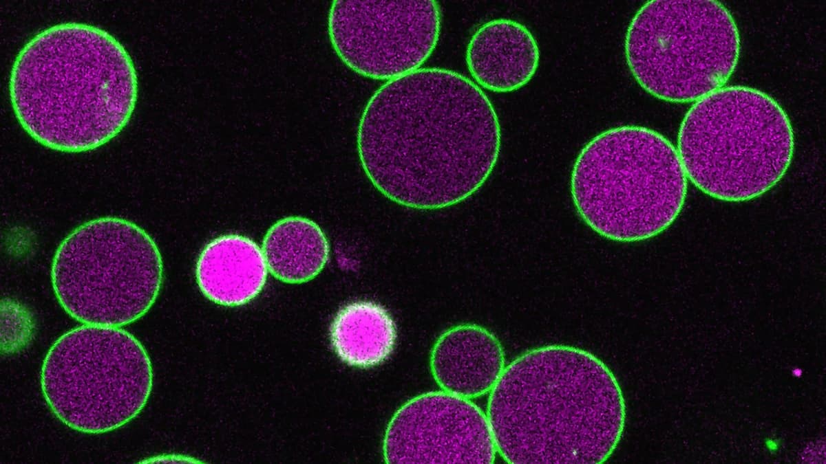 Scientists Just Found What Keeps Plant Cells From Growing Out of Control