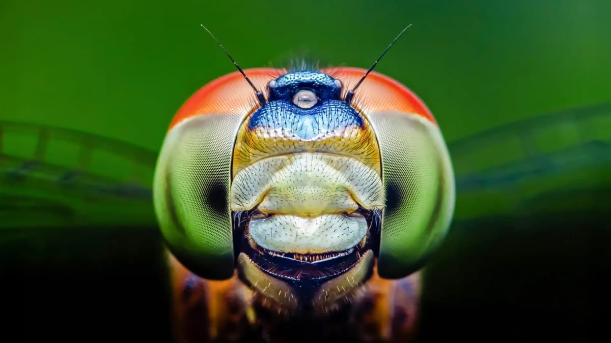 Dragonflies Can See a Color Humans Can’t and It Could Change Medicine