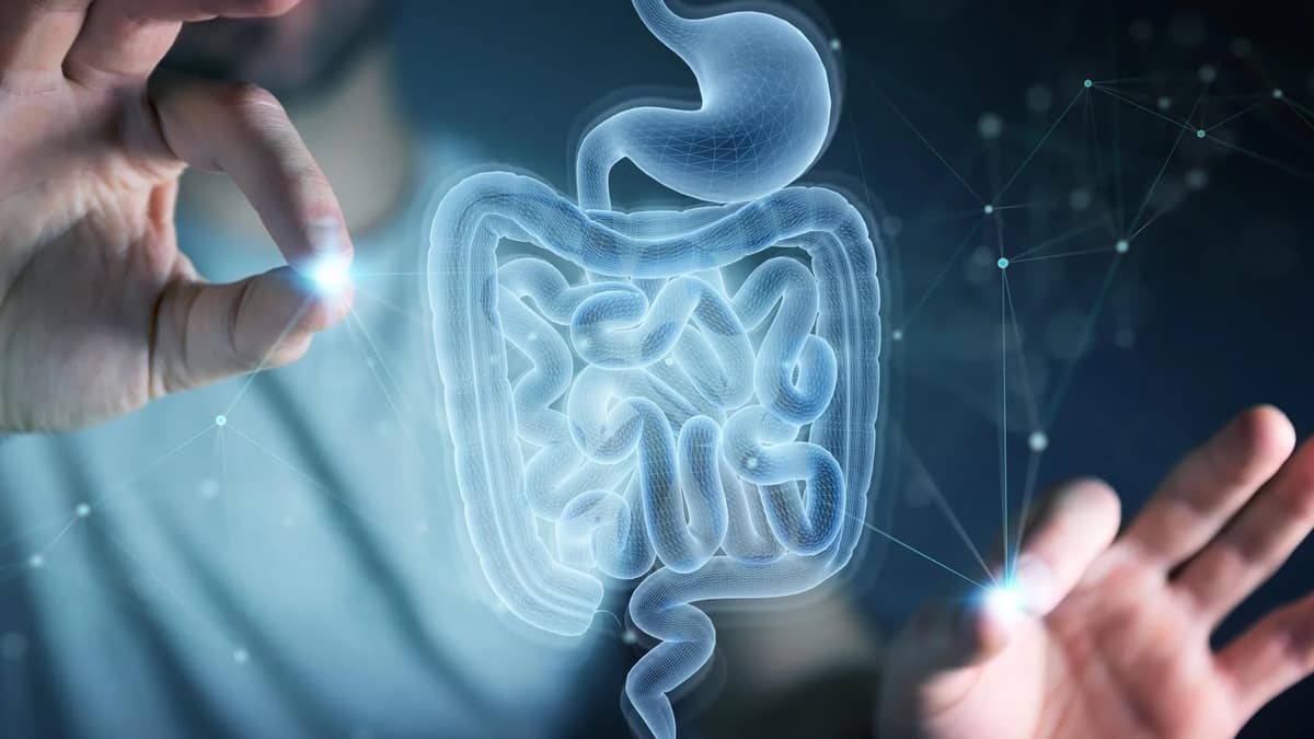 MIT Scientists Discover Amino Acid that Helps the Gut Heal Itself