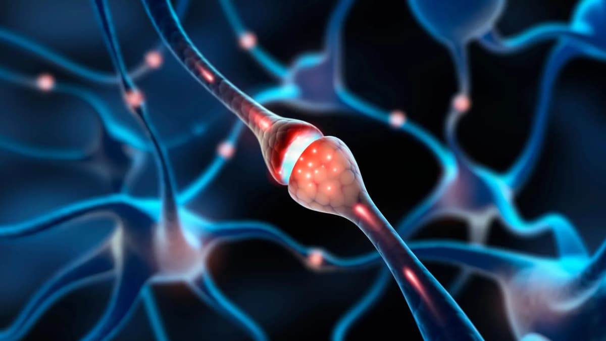 MIT Scientists Discover Millions of “Silent Synapses” In the Adult Brain