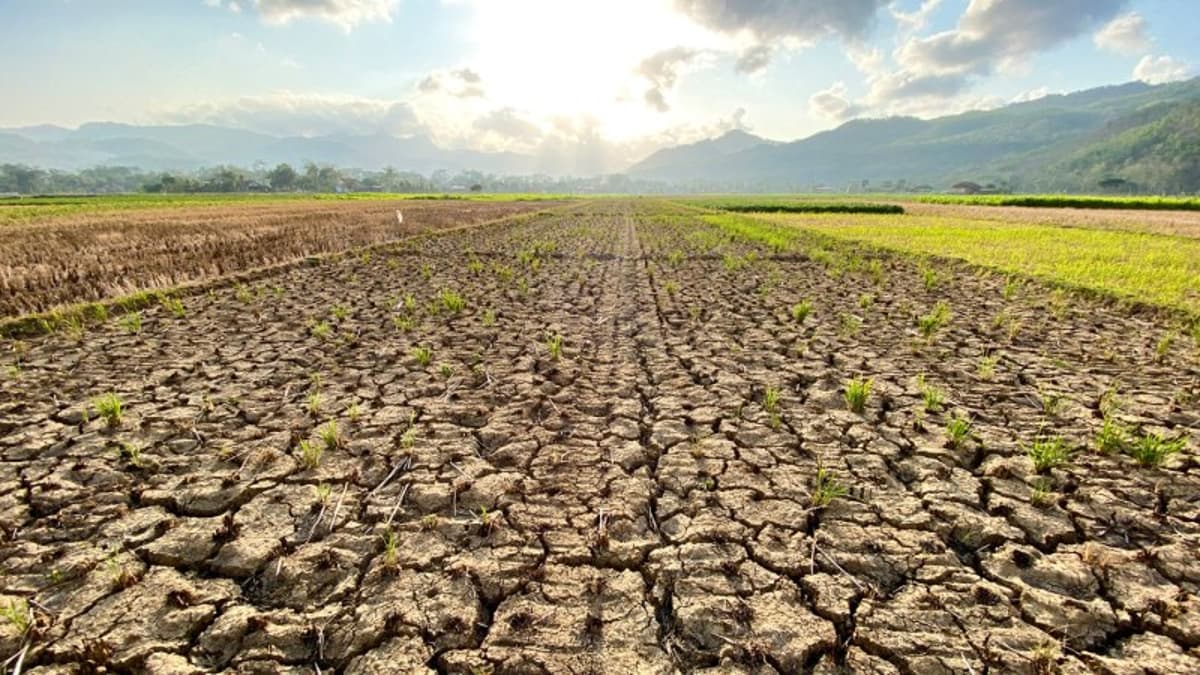 Ancient DNA Tests the Notion that Allergies Are Due to Our Dirtier Past