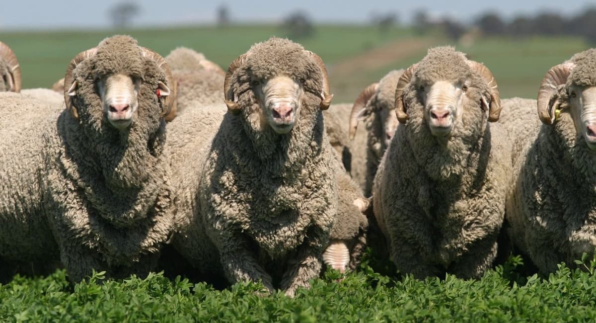 Stud Merino Breeders Still Oppose Mandatory Mulesing Pain Relief