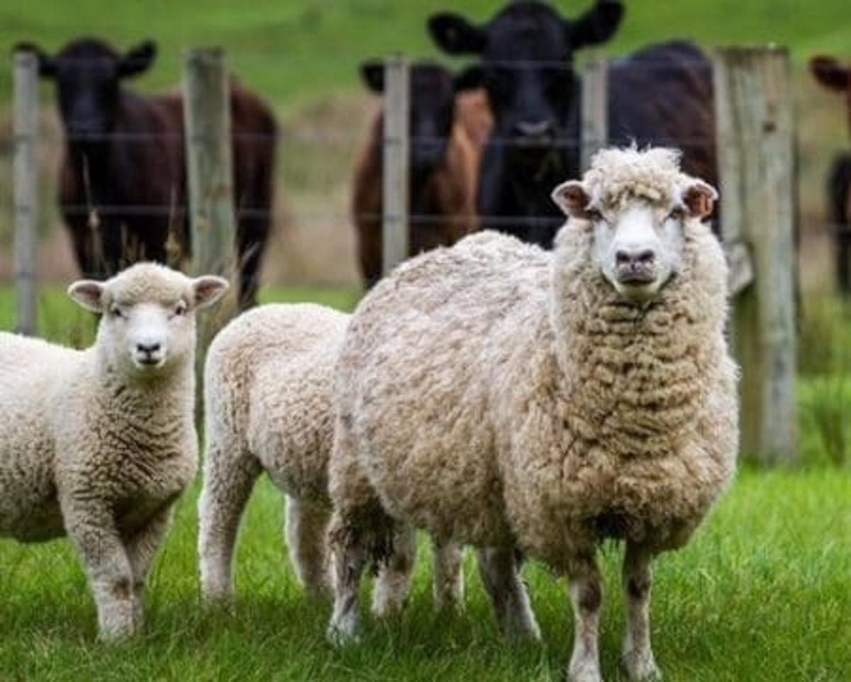 New Livestock Carbon Accounting Method to Encompass Sheep