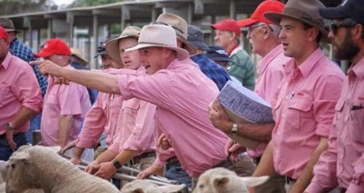 Lamb Producers Pass-In Lines as Saleyard Demand Fluctuates