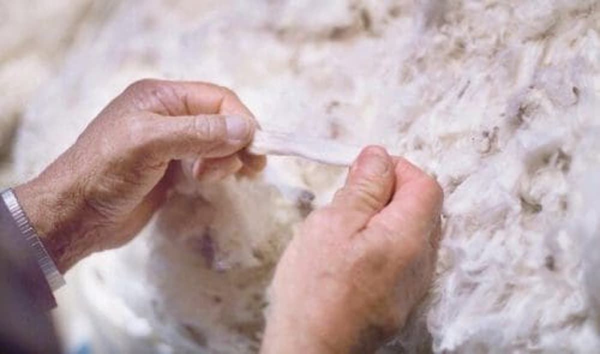 Australian Merino Wool Prices Surge Despite Bale Increase