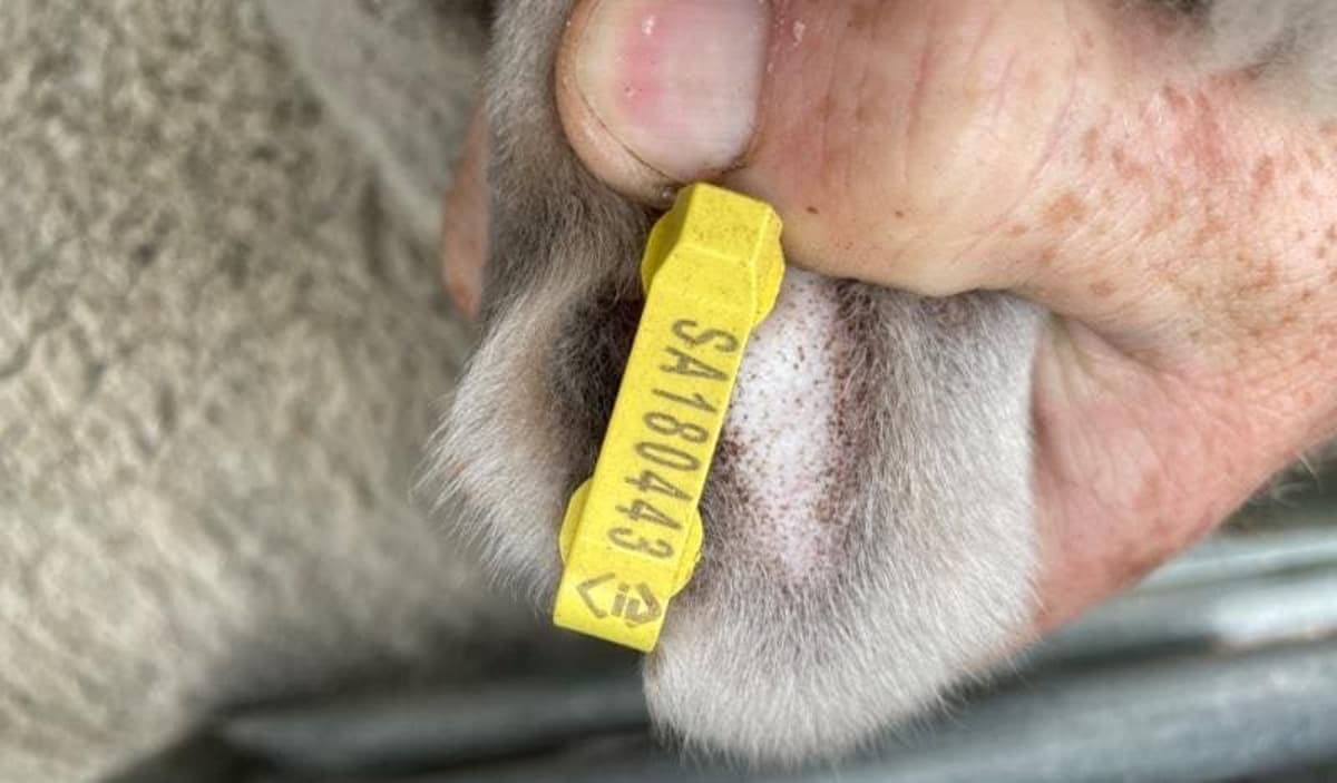 Queensland EID Tag and Scanning Equipment Funding Continues