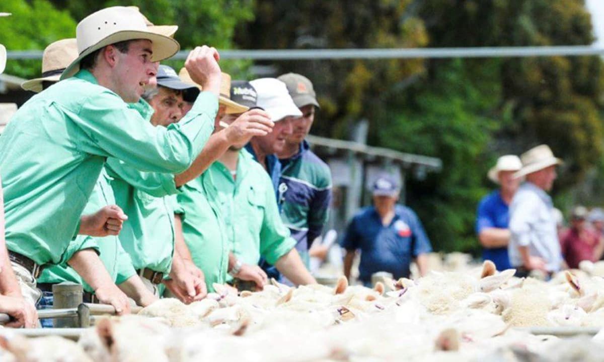 Bendigo Lamb Prices Hold as Others Take Anzac Day Holiday