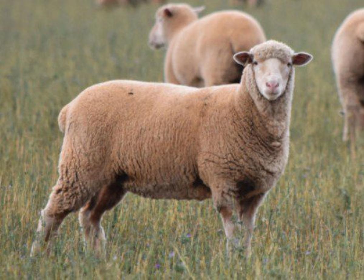 Gundagai Lamb Feedback Shows Where the Profit Comes From