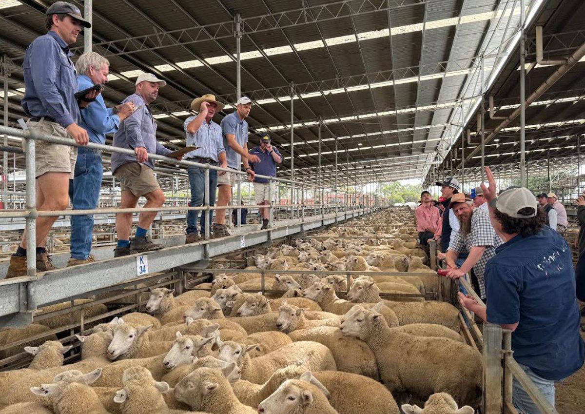Competition Keeping Lamb Prices High on Quality as Winter Beckons