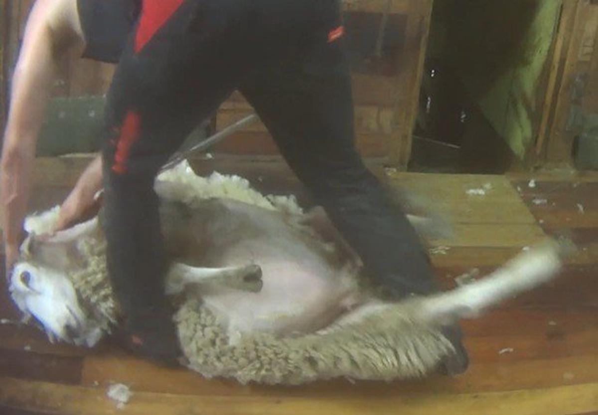 Camera Use to Lift Transparency in Australian Wool Sheds