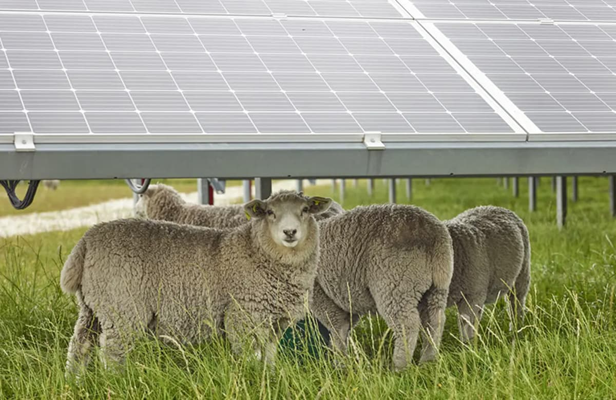 Chaberton Energy Seeks Farmers for Agrivoltaic Projects in Maryland