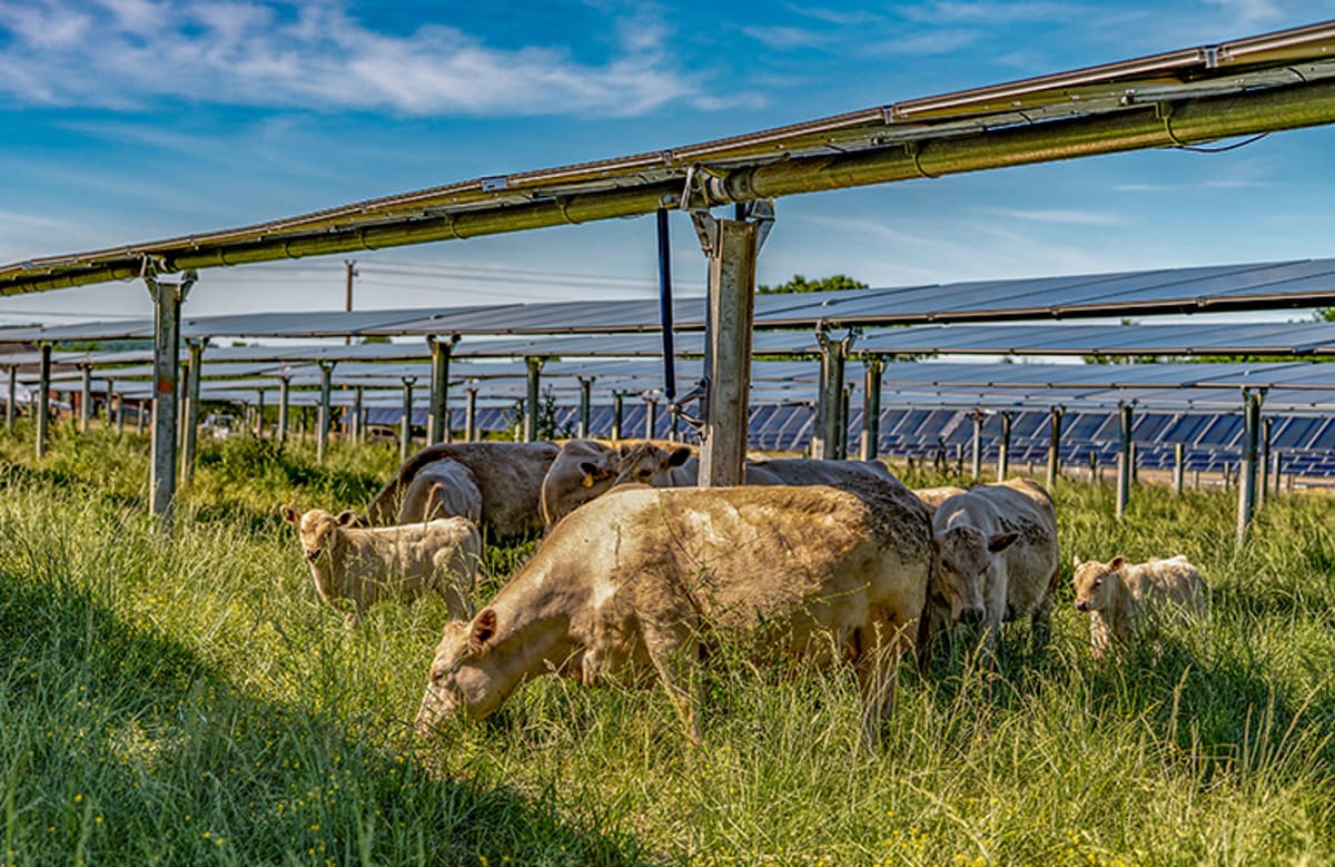 Silicon Ranch Debuts Cattle-Friendly Solar Tracker Technology in Tennessee