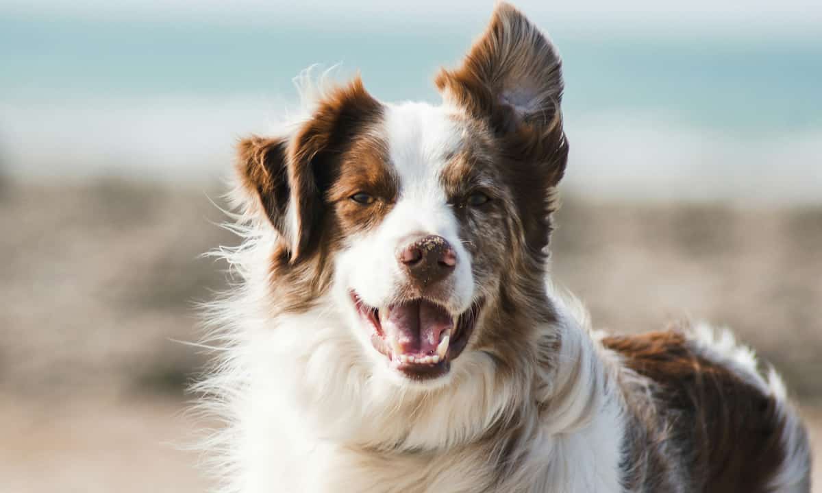 Pets Slow Age-Related Cognitive Decline – May Reduce Dementia Risk